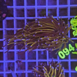 Euphyllia Glabrescens Joker su cip e ciop Acquariologia Napoli