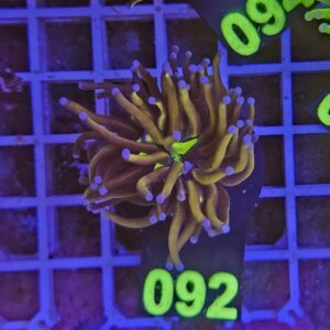 Euphyllia Glabrescens Joker su cip e ciop Acquariologia Napoli