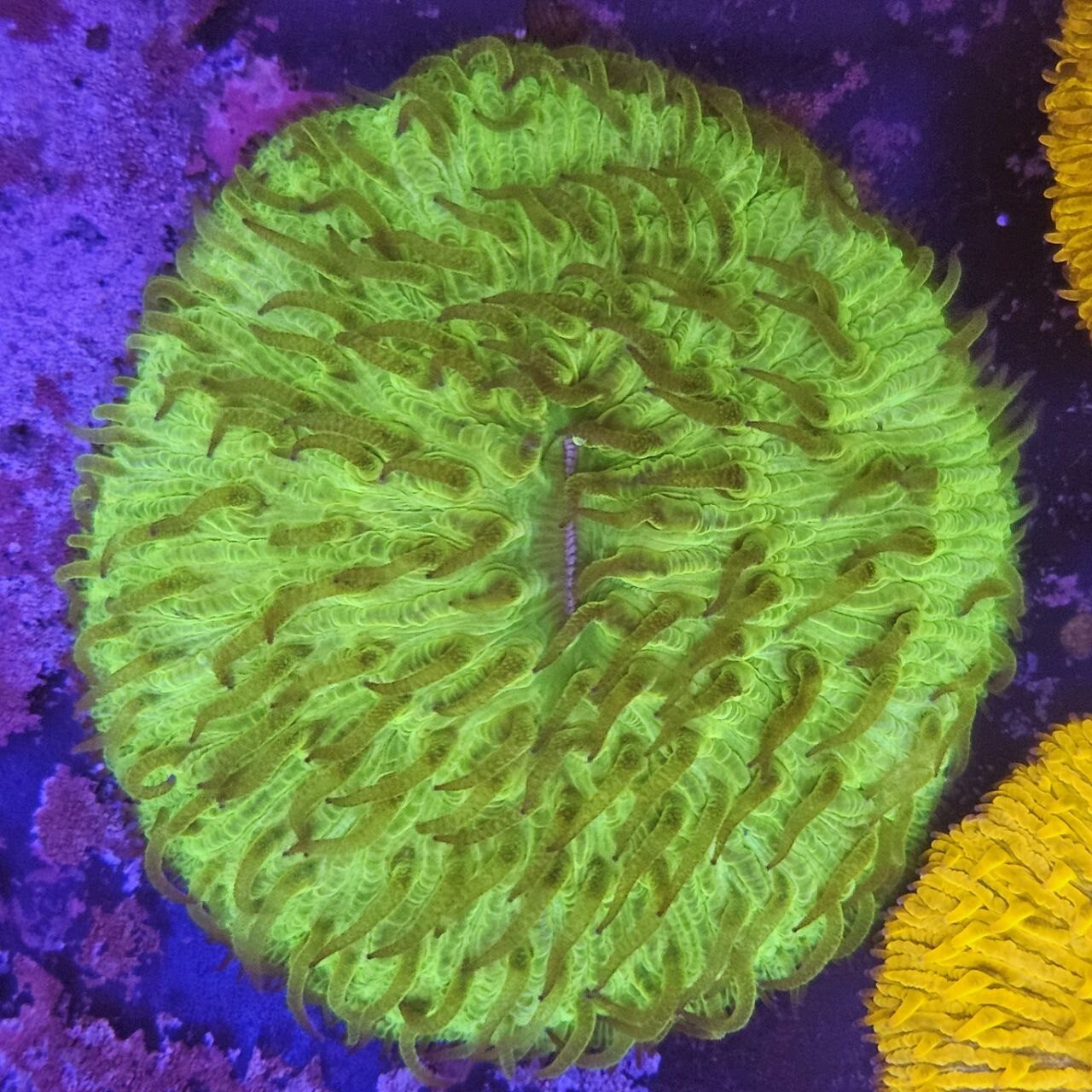 Fungia Verde