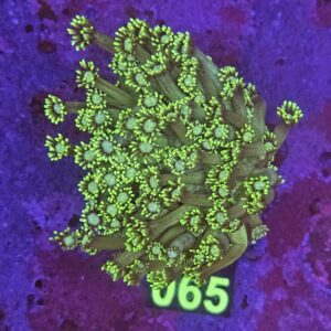 Goniopora Green M