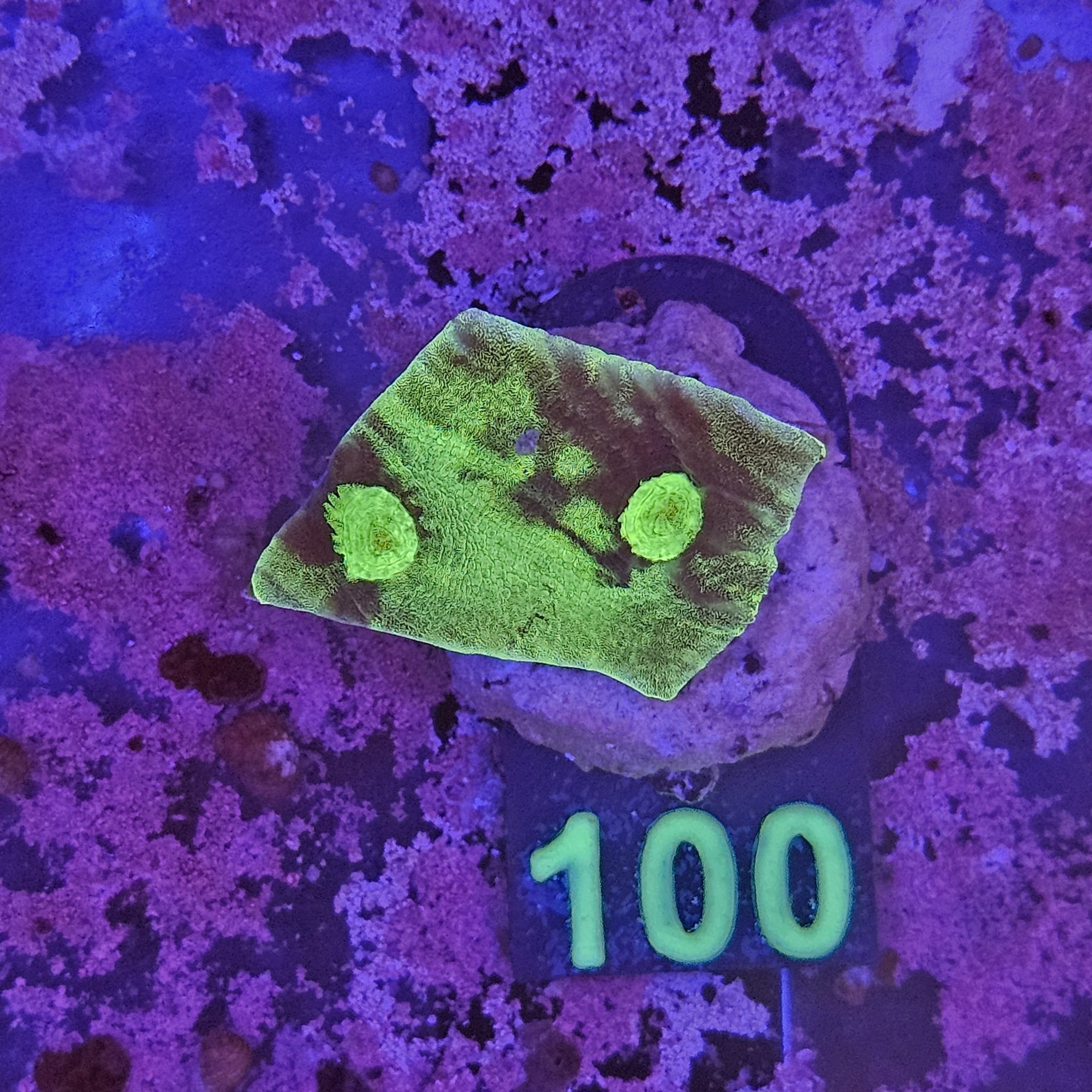 Echinophyllia LPS