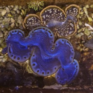 Tridacna Maxima Blu