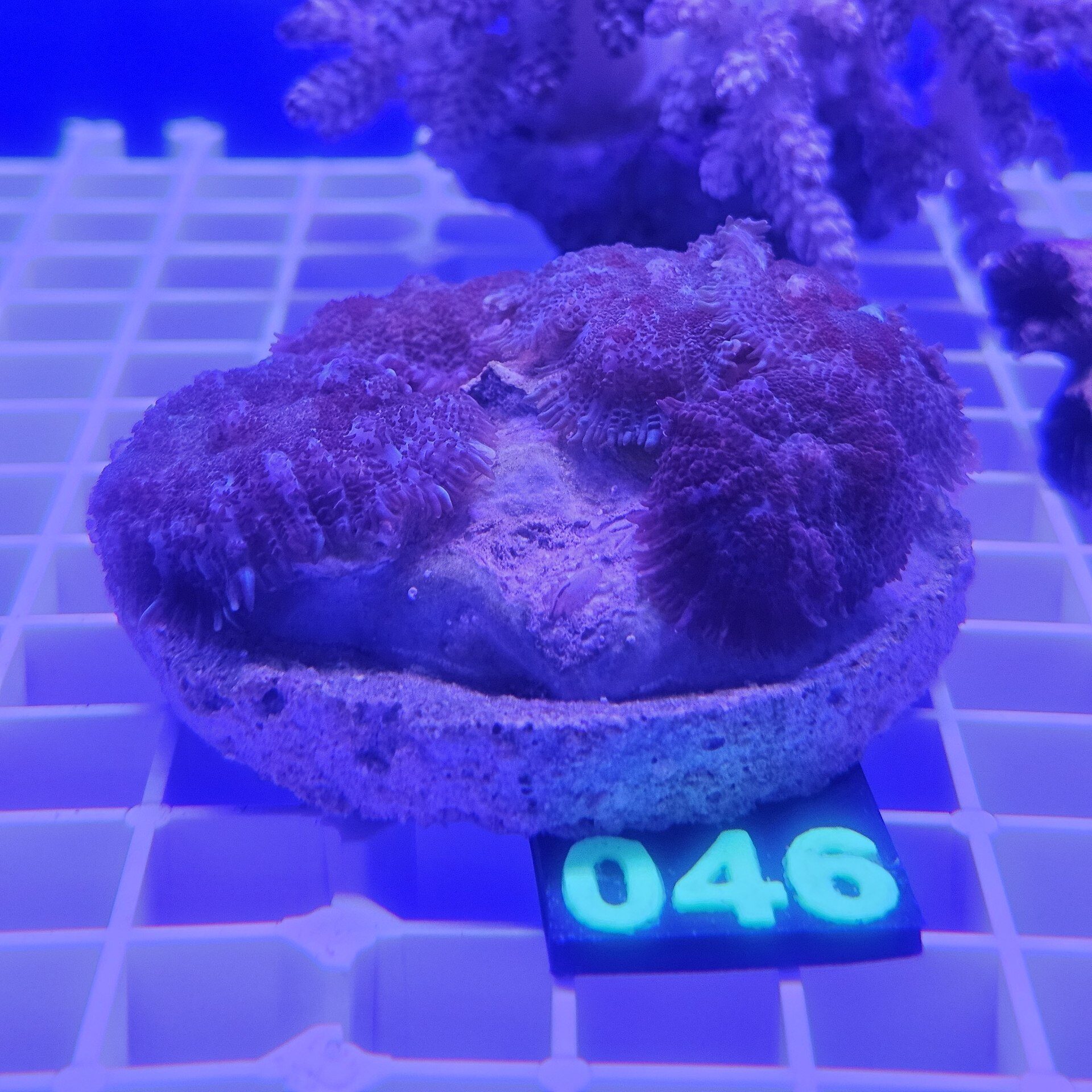 Rhodactis