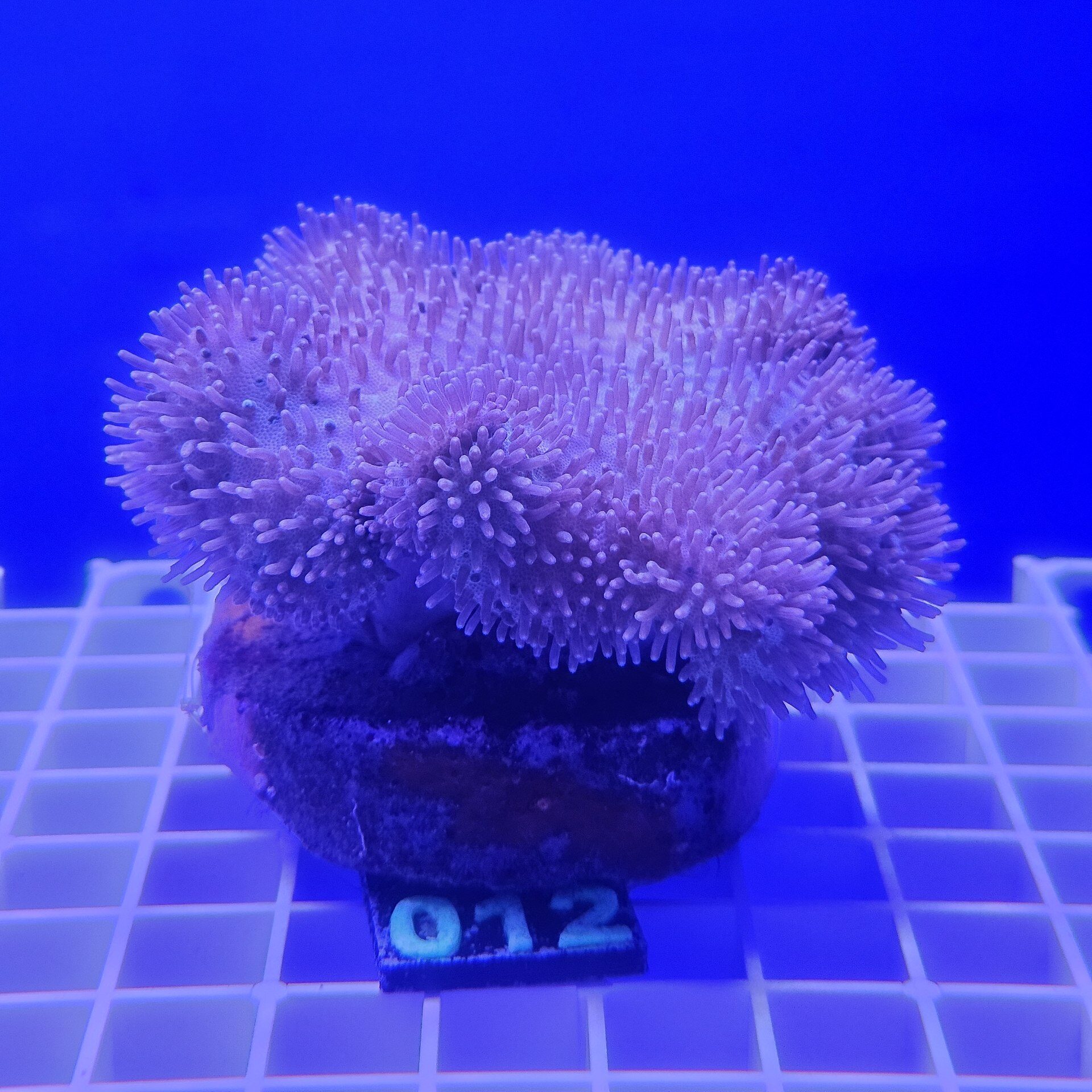 Sarcophyton